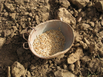 03 Les Semences De Riz